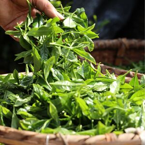狭山茶 特上煎茶 (深蒸し茶) 100g×1袋 平岡園 |狭山茶