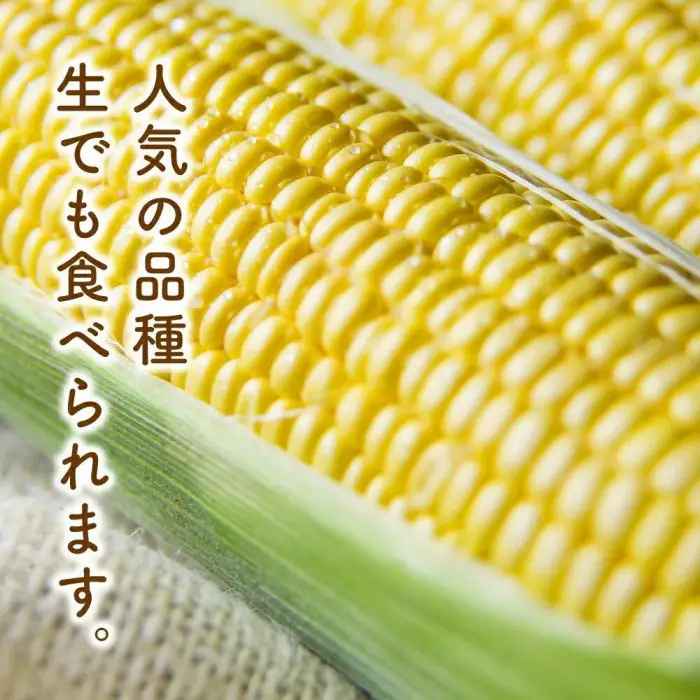 【先行予約】黄金色で大粒 ゴールドラッシュ 8本 3.2kg（2026年8月下旬から発送開始予定）| とうもろこし とうもろこし 北海道 限定_04560