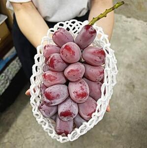 2026年 岡山県産 ブラックシャインマスカット 1房 600ｇ以上 種無し 化粧箱入り