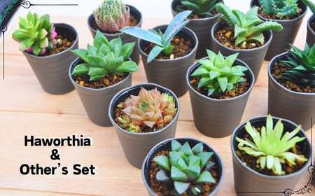 人気のハオルチア＆その他の多肉植物詰め合わせ（B944-2）