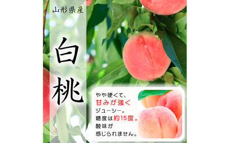 【定期便3回】山形市至高のフルーツ定期便 全3回B 8月発送開始【令和8年産先行予約】FS24-760 くだもの 果物 フルーツ 山形 山形県 山形市 2026年産