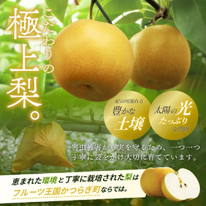 【2026年発送分先行予約】 旬の梨 極上 秀品（中玉～大玉）6～8個入り 【2026年8月中旬～9月中旬頃発送予定】【KG23】【BK023-kgr015】