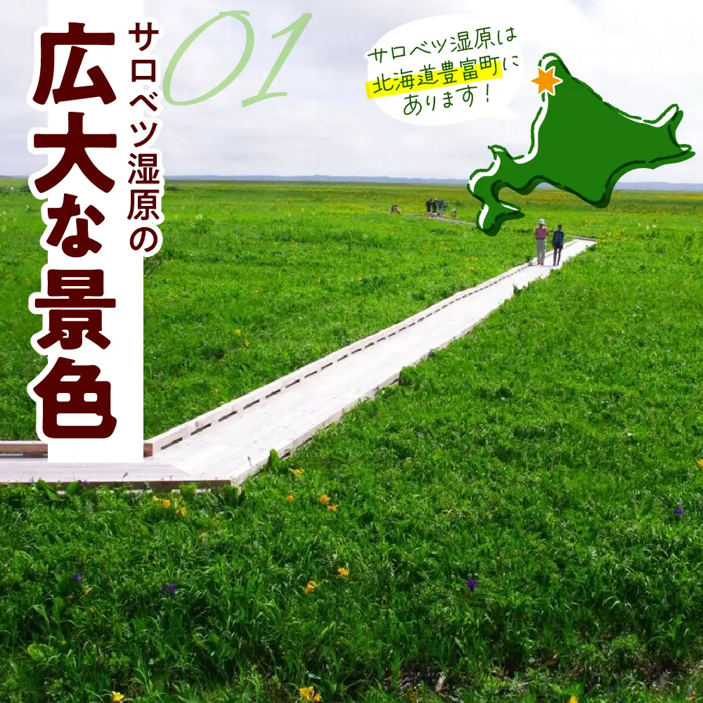 サロベツ湿原体験！木道自然ガイド 1名様【5～9月】