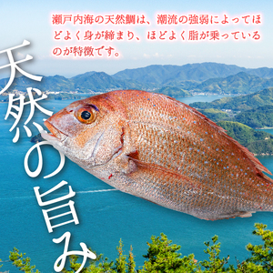 瀬戸内産 天然真鯛 約1.5kg（500g×3匹/鱗・内臓処理） 鯛 天然鯛 真鯛 天然 鮮魚 下処理済 瀬戸内 広島県 三原市　154001