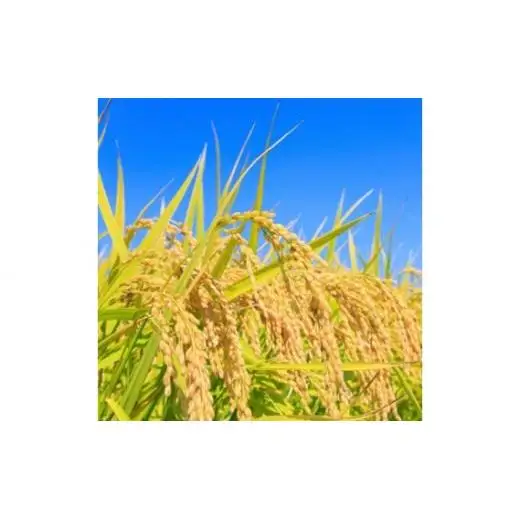 《 令和7年産 》米 コシヒカリ 5kg ／ 米 こめ コメ お米 おこめ コシヒカリ こしひかり 令和7年 白米 精米 ごはん 5kg 送料無料