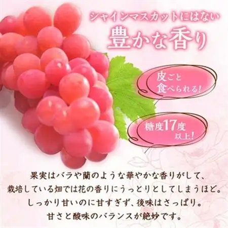 【2026年発送】サンシャインレッド 2～3房 1kg程度 ピンクに輝く シャインマスカット【配送不可地域：離島】【1561472】