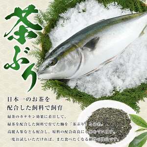 茶ぶりフィレ定期便 毎月 (全3回)  国産 鹿児島県産 ブリ 茶ぶり 鰤 海鮮 海産物 フィレ 魚介 魚 刺身 海鮮丼 産地直送 定期【ウスイ】usui-1602A