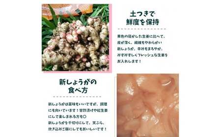 【ふるさと納税】＜新生姜1kg・佃煮1袋・シロップ1個＞農家の嫁の生姜佃煮1袋70g ジンジャーシロップ200ml クラフトジンジャー 掘りたて 土付き 新ショウガ 露地生姜 1kg ごはんのお供（C） ginger 農奥 高知 詰め合わせ ＜2026年11月下旬～12月上旬ごろ発送予定＞