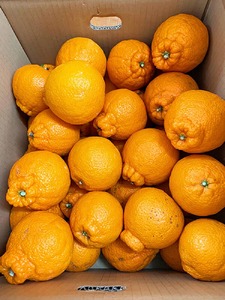 【ご家庭用訳有り】紀州有田産不知火(しらぬひ)約3kg