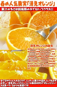 【ご家庭用訳アリ】紀州有田産清見オレンジ　5kg