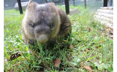 【65-01】五月山動物園ウォンバットコラボワイン「ワイン」