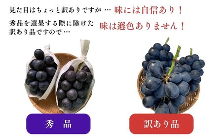 【2026年先行予約】訳あり ナガノパープル 家庭用 約2kg（4~6房）※最低1.8kg以上 ｜ ぶどう ぶどう