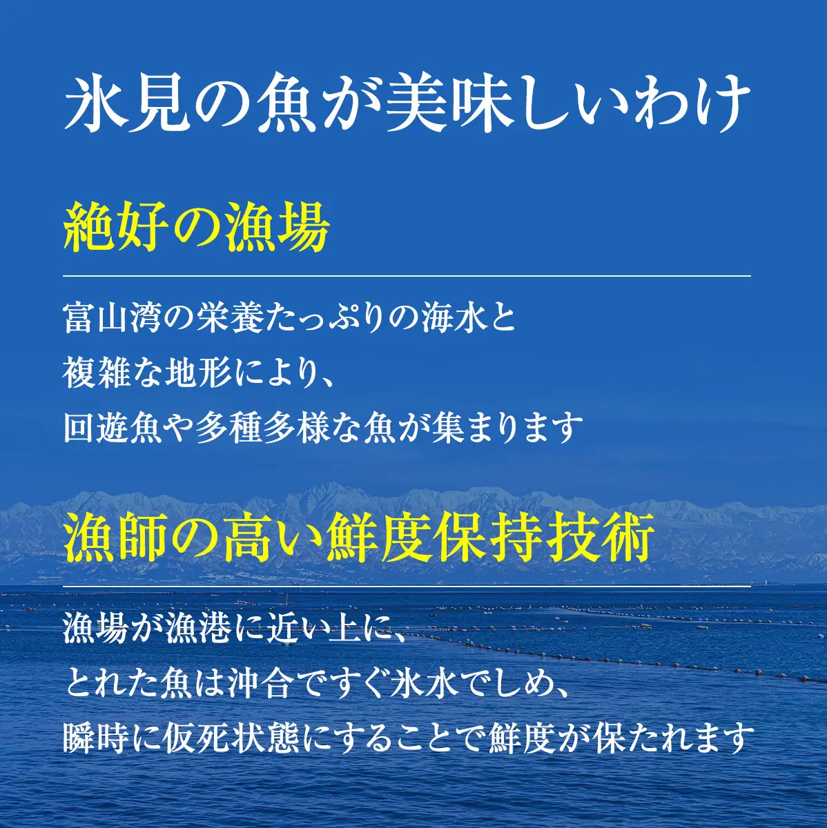 【配送地域限定】 産地直送の朝どれ鮮魚お刺身セット 2〜３人前 土日お届け