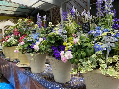 季節のおまかせ テラコッタ 寄せ植え ギフト 花 お花 鉢花 花苗 贈り物 お祝い プレゼント ガーデニング フラワー ギフト