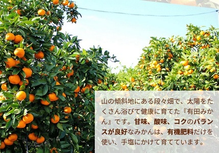 こだわりの完熟 有田みかん 2kg ｜ みかん みかん みかん みかん みかん