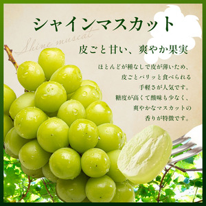 【2026年先行予約】絶品！シャインマスカット 2房【9月下旬～11月下旬にかけて順次発送予定】