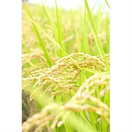 【令和7年産】奈良県産 ヒノヒカリ 精米 10kg (5kg×2)_ 精米 米     米 こめ コメ_【1457052】