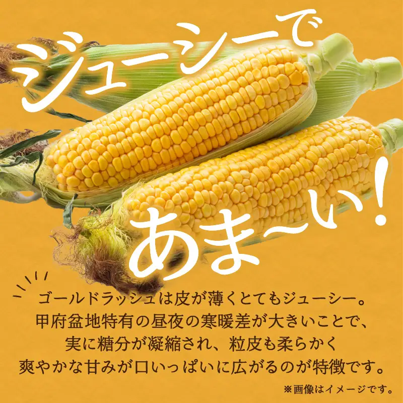 〈2026年度配送分〉とうもろこし「ゴールドラッシュ」 10本（2026年6月上旬～下旬にかけて順次配送予定）