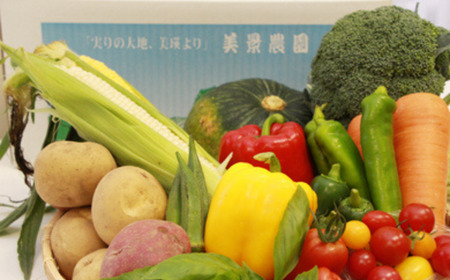 夏野菜セット ≪令和8年産予約受付≫ 新鮮な野菜 北海道 [019-70]