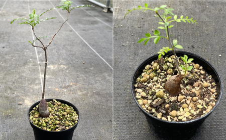 Operculicarya pachypus オペルクリカリア パキプス １株 長与町/アグリューム[EAI161] 