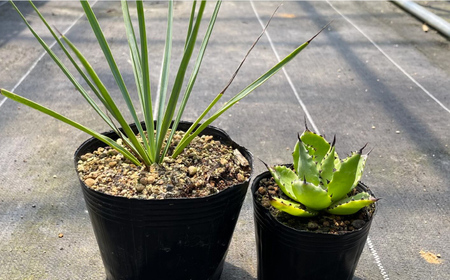 ユッカ リギダ ＆ アガベ チアペンシス 各1株 Yucca rigida ＆ Agave chiapensis 長与町/アグリューム[EAI206] 