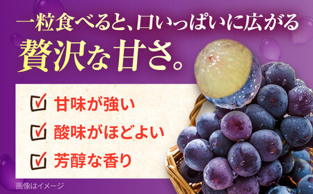【先行予約：2026年8月中旬より順次発送予定】 巨峰 種あり 約3kg / ぶどう 葡萄 フルーツ / 大村市 / おおむら夢ファームシュシュ [ACAA381]