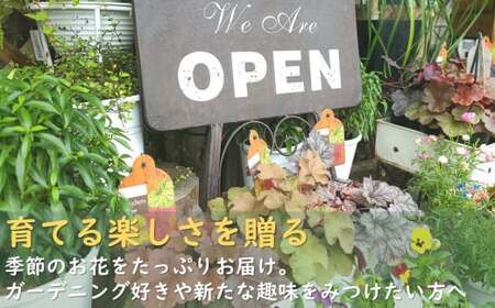 花屋が贈る季節の寄せ植え鉢 花 プレゼント 岩手県 北上市 C0230 （ パルテール ) 花 観賞用 アレンジ プレゼント ギフト 誕生日 お祝い クリスマス 卒業 入学 バレンタインデー ホワイトデー 贈答 父の日 敬老の日 感謝 退院 快気祝い プロポーズ ご褒美 生花 季節の花 赤 白 黄色 ピンク オレンジ 青 紫 寄せ植え 鉢植え ガーデニング 庭 玄関 リビング 部屋 客間 オフィス 開店祝い 周年祝い 退職祝い 就職祝い 還暦 成人 記念日 花