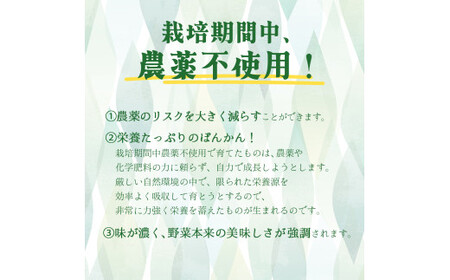 F94【先行予約】ヘルシーぽんかん5kg　柑橘　ジューシー　