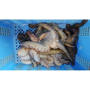 【兵庫県相生市】 相生市立水産物市場「魚稚」の たこ＆ハモしゃぶしゃぶセット ４～５人前