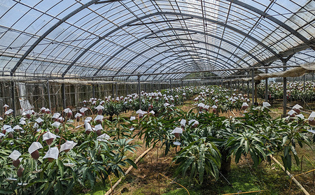 2026年発送【TROPICAL FIELD モリ之ナカ】極撰マンゴー約2kg（3～5玉） フルーツ 果物 期間限定 数量限定 先行予約 南国 プレゼント お土産 おみやげ ギフト くだもの 沖縄 おきなわ 青果 デザート おすすめ 人気 冷蔵 夏 スイーツ