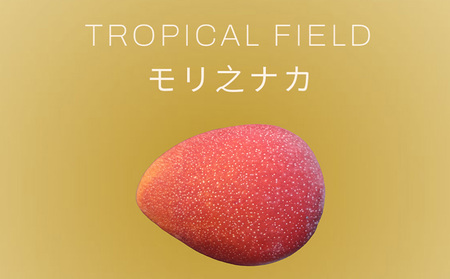 2026年発送【TROPICAL FIELD モリ之ナカ】家庭用マンゴー約2kg（4～6玉） フルーツ 果物 期間限定 数量限定 先行予約 南国 プレゼント お土産 おみやげ ギフト くだもの 沖縄 おきなわ 青果 デザート おすすめ 人気 冷蔵 夏 スイーツ