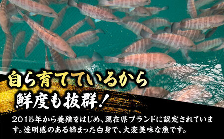 【着日指定可能】【冷蔵でお届け】若狭まはた刺身と姿煮のセット2人前   小浜市 / 若狭ふぐの宿 下亟 【配送不可地域：北海道・沖縄・離島】  [BFAF018] 