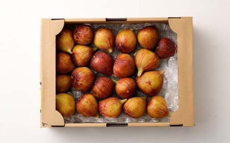 じぃじの いちじく【とよみつひめ】約1.5kg【 2026年8月上旬～10月上旬発送予定 】 いちじく 果物 フルーツ