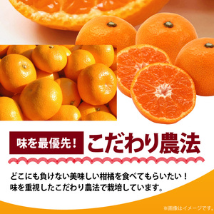 AB7309_ 【2026年先行予約】プレミアムブランド 田村みかん Sサイズ 秀品  約5kg _ 和歌山県産 小玉 小さい 蜜柑 ミカン フルーツ 果物 ギフト お歳暮 完熟