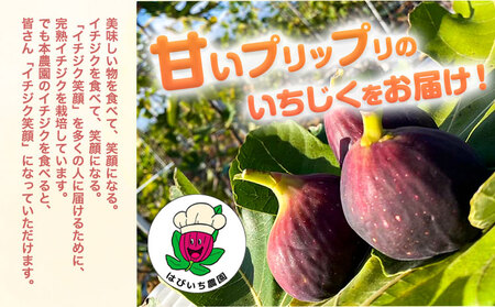 完熟いちじく約1kg 