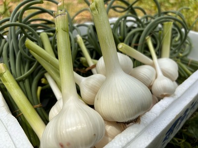 にんにく塩麹 130g×2本　にんにくの芽みそ120g×1本（自然栽培のにんにくシリーズ）【むなかたひかり】_HA1597