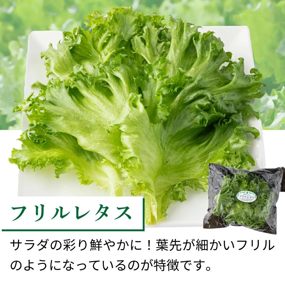水と光と愛情で育ったレタス詰め合わせ 8袋入