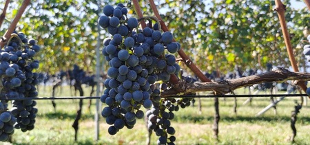 アケノ ヴェニュス カベルネ・ソーヴィニヨン 2023 750ml×1本　ワイン 赤ワイン 750ml×1本 アケノ ヴェニュス カベルネ・ソーヴィニヨン 2023 明野町ドメーヌ 自家畑 ぶどう100% 減農薬 程よい酸味 爽やか 日頃飲み 贈りもの ギフト 明野産 山梨県 北杜市  [h317]