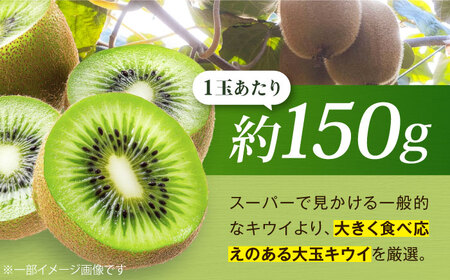 キウイフルーツ 約2.4kg（16個）[AGDC003]