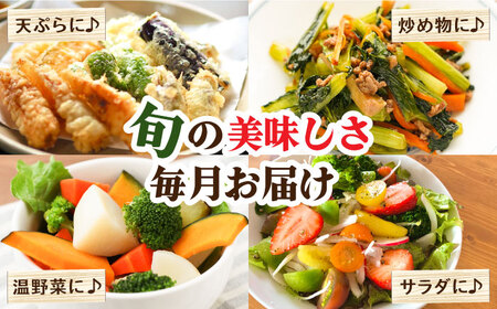 【9回定期便】野菜定期便 吉岡青果[SCZ024]