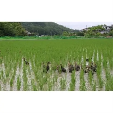 猪名川町産あいがも米・コシヒカリ(玄米)20kg【1563726】