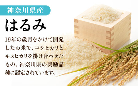 【数量限定100セット】令和7年産 お米 はるみ 10kg 希少 米 おこめ 特A コメ 精米 さっぱり 粘り おにぎり お弁当 精米 10キロ【株式会社ヨコショク】 [AKGC002]