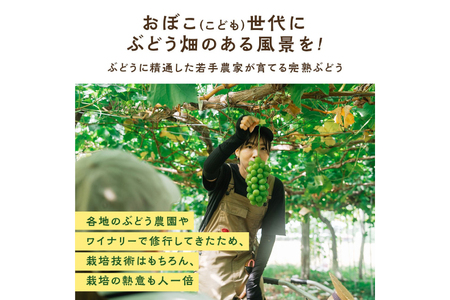 【期間限定発送】 ぶどう 食べ比べ 粒 500g 2パック 約 1kg 大粒 [oboco grapes 山形県 高畠町 tk06ayt250006]