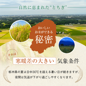 令和7年度 とちぎの星 10kg 