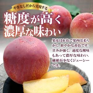 【ふるなび限定】〈2026年度配送分〉★希少品種★サマーエンジェル 8～12玉　FN-Limited-SP