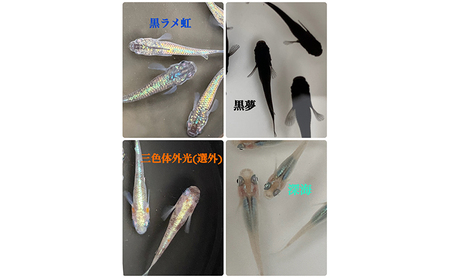 菊まるめだかの【いろ色めだか2種と生餌セット又はめだか3種セット】計12匹又は18匹 メダカ 幼魚～若魚 1.5～2.0cm ミジンコ ゾウリムシ いろ色めだか3種セット
