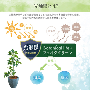 フェイクグリーン Botanical life+ Dシリーズ シェフレラ 65cm 光触媒加工 鉢付き インテリア 抗菌 消臭 愛知県 豊橋市 送料無料 41000円
