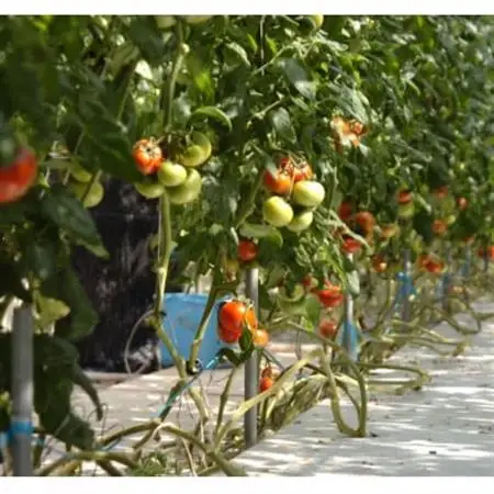 フルーツトマト(深層水トマト)2キロ【濃厚な甘みと旨み】【配送不可地域：離島】【1565698】