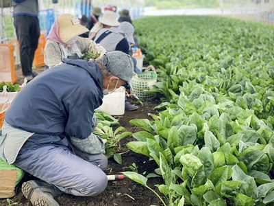 マイルドほうれん草カレーペースト3瓶＆スパイシーほうれん草カレーペースト3瓶の6瓶セット　カレーペースト 1瓶230g 5人前 マイルド スパイシー  計6個 2種セット ほうれん草 カレー ペースト 無添加 こだわり 簡単 本格スパイスカレー 瓶詰 持ち運び アウトドア 仕送りギフト 山梨県 北杜市 [h259]