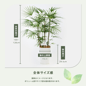 2026年1月中旬～発送【観葉植物】雲南シュロチク 100cm～120cm 前園植物園 IB002-012 観葉植物 ※北海道・沖縄・離島配送不可
